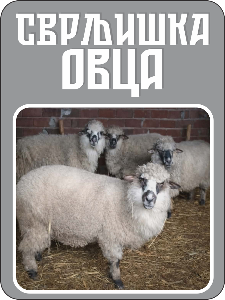ovca